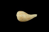 藏品(花球枇杷螺)的圖片